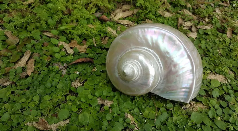 Mikroplastik aus dem Kurilen-Kamtschatka-Graben