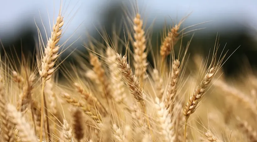 Konventionelle Landwirtschaft